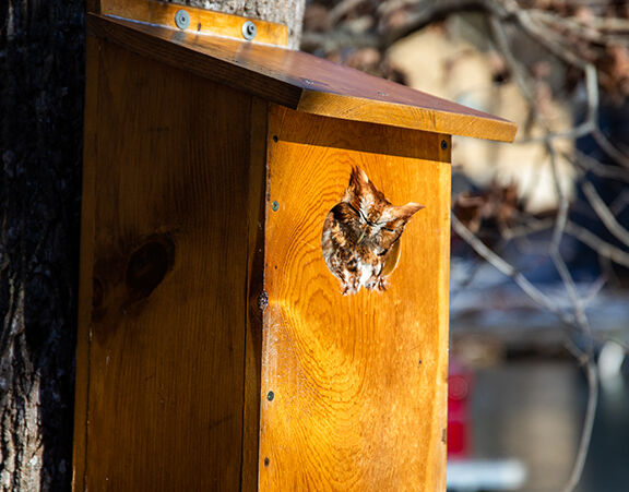 Hootie-hoo!